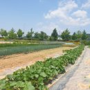 어천농장 이미지