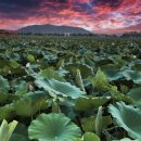 회산백련지 관광안내소 이미지