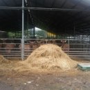 진용삼 사슴농장 이미지