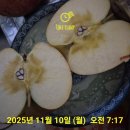 중3리 | 9월 제철 과일 꿀 사과 4년의 기다림이 주는 가치는 달았다 화성시 비봉 부사 사과 수확 후기