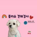 졸리쇼 이미지