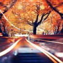 악기숲 한국일보