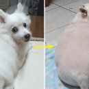 털찐강아지 이미지