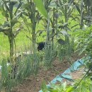 뚱강아지 이미지