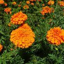 메리골드 이미지