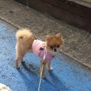 아마스빈안산 이미지