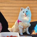 보성음식전문 살강 | 삼척중앙시장 맛집 추천 먹거리 보성닭집 삼척닭강정 포장