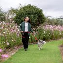 꽃과 빛으로 완성된 예술정원, 반려동물과 함께 즐기는 포토존 명소 이미지