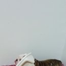 구니 이미지