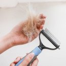 강쥐애견샵 이미지