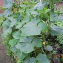 장수촌경로당 이미지