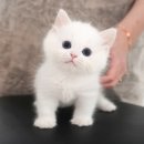 우아펫 대전점 | 천안고양이가정분양 정성을 다하는 곳