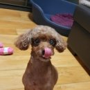 뿌리네 애견샵 이미지