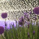 별빛정원 이미지