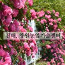 거양길1R-7 | 안젤라장미가 예쁜 창원농업기술센터 장미의계절 5월에 가볼만한곳