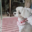 송이애견 이미지