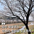 세븐일레븐 파주오산리점 | 파주 덕천리 뚝방길 벚꽃축제 4/9 다녀온 후기