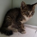 영해초등학교 앞 이미지