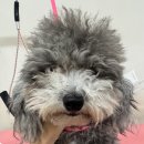 멍멍이 미용실 | 파주 애견미용실 베를링턴테리어 야당역 헬로퍼피 후기