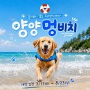 멍시원 | 애견동반 여행 여기지!강아지 동반 해변 멍비치 오픈런 후기