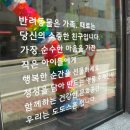 도도스푼 이미지