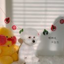 가람애견전문미용실 이미지