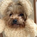 가방위에 고양이 이미지