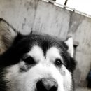 FAMILY DOG 이미지