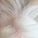 화이트동물메디컬센터 이미지