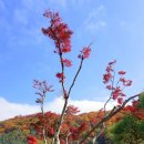 화담숲의 가을풍경에 빠져버린 이야기(11/5). 이미지