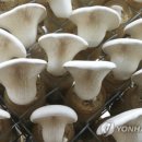 대왕농장1 이미지