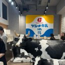 이시가키섬 기념품 추천 / Genki / 겡키 / 겐키 / 디저트 카페 / 푸딩 젤라또 맛집