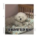 펫베어 | 더위타는강아지 여름필수템 오로라펫 인견 사각 방석 민트베어 후기