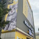 푸른약국 | 청주 아이와 가볼만한곳 실내데이트 450평 고양이카페 쵸이캣 청주점
