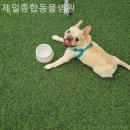 제일종합동물병원 | 경기광주 근처동물병원 제일종합동물병원 24시동물병원