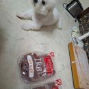 🐶 대박이네 강아지 간식 후기