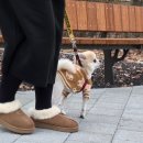 어그여주 | 여주 프리미엄 아울렛 어그 UGG 매장 구매 가격 세탁법