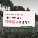 꿈동산놀이공원 다목적운동장 | 자라섬 꽃 페스타 총정리, 코스모스 축제인 줄 알았다면 오해입니다
