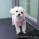 사쿠란보애견샵