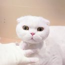 무마취 고양이 미용실 반할고양 | &#34;고양이 미용, 이렇게 순할 수 있나요?&#34;킹카 방문 후기, 반할 고양, 무마취 고양이 미용