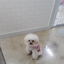 마주봄 애견미용실 이미지