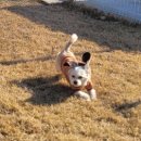 연희재 애견펜션 이미지