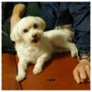 보들보들 이미지