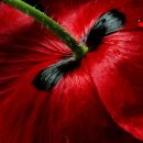 꽃(flower)