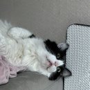 금천동물병원 | 금천구 글로리 동물병원 고양이 스케일링 후기 발치+마취 가격과 결과까지!