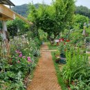 장미정원민박 이미지