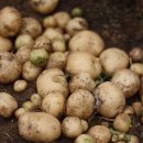 감자탕 이야기 이미지