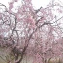 히메지 5 - 희메지성에서 여주인 센히메를 회상하다! 이미지