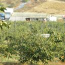 내서읍1355 이미지