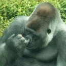 코딱지 이미지